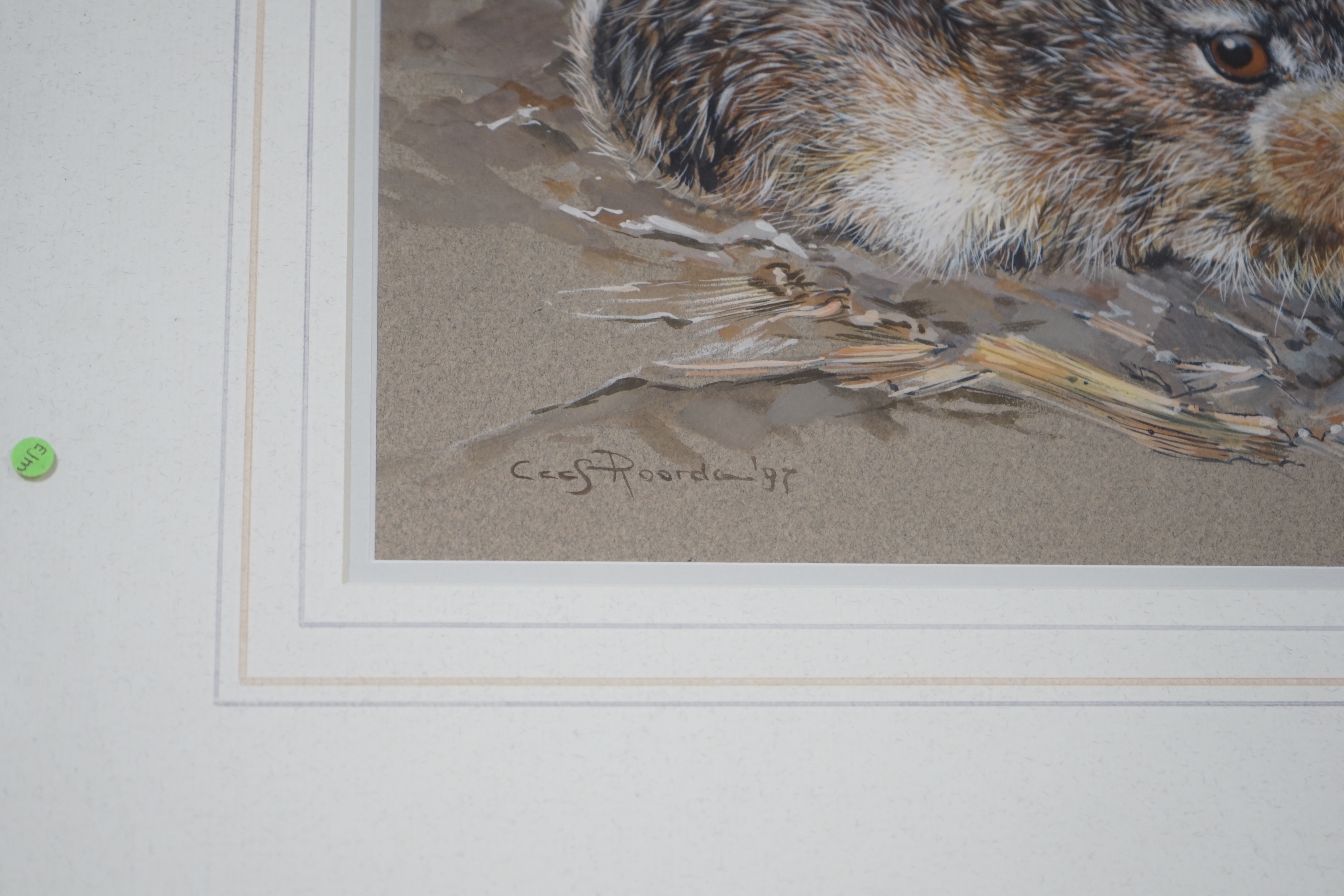 Cees Roorda (Dutch, b. 1942-), heightened watercolour, 'A young hare', signed and dated ‘97, 29 x 21cms
